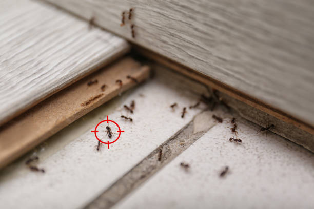Flea Control Services in Fordyce, AR