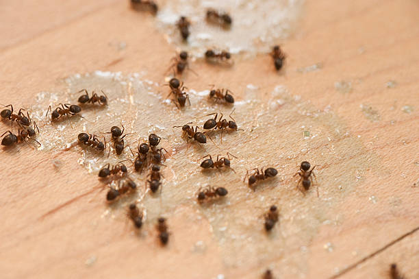 Best Wasp Removal Services  in Fordyce, AR
